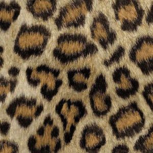 leopardo